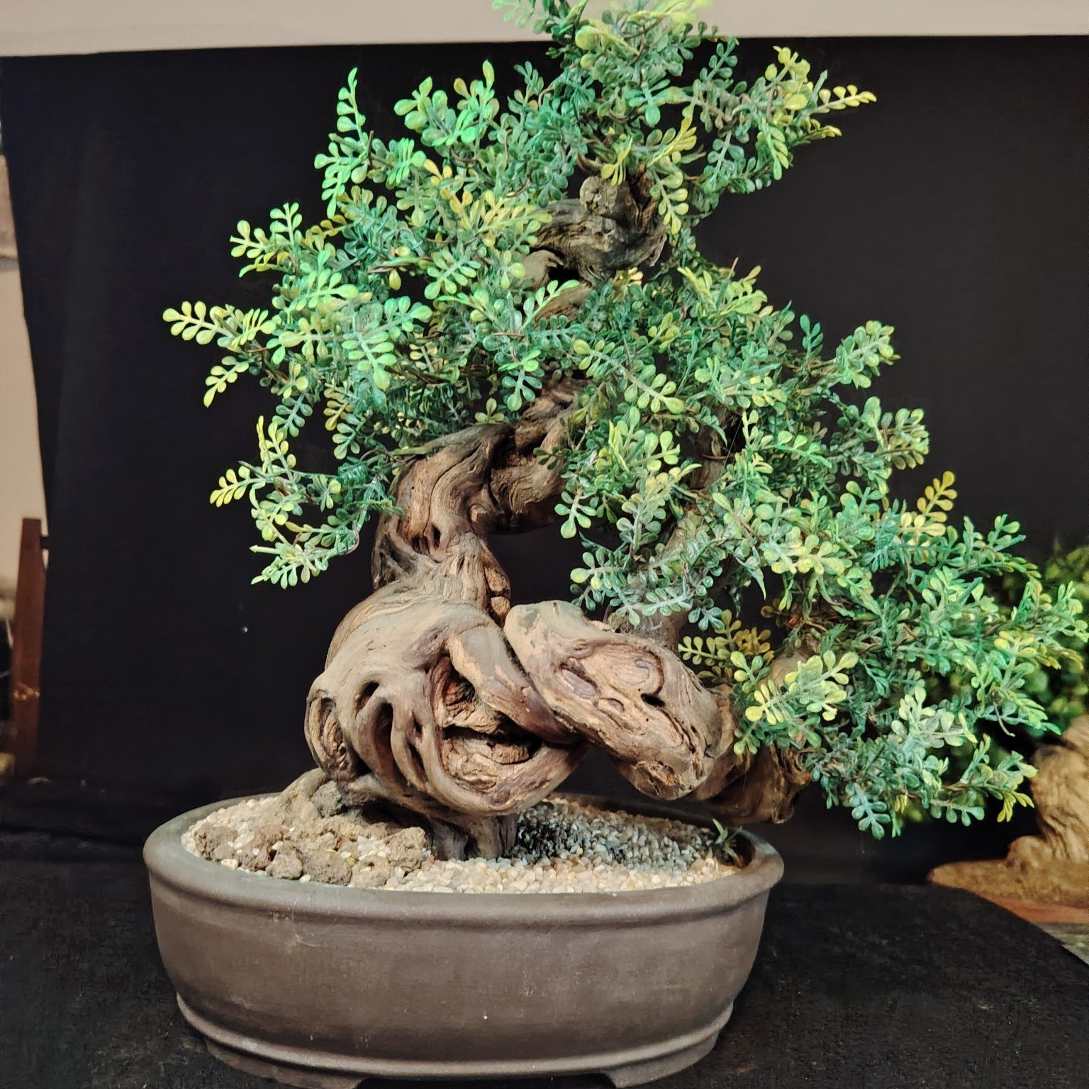 Bonsai artificiale con tronco sinuoso in legno e chioma verde in vaso ovale