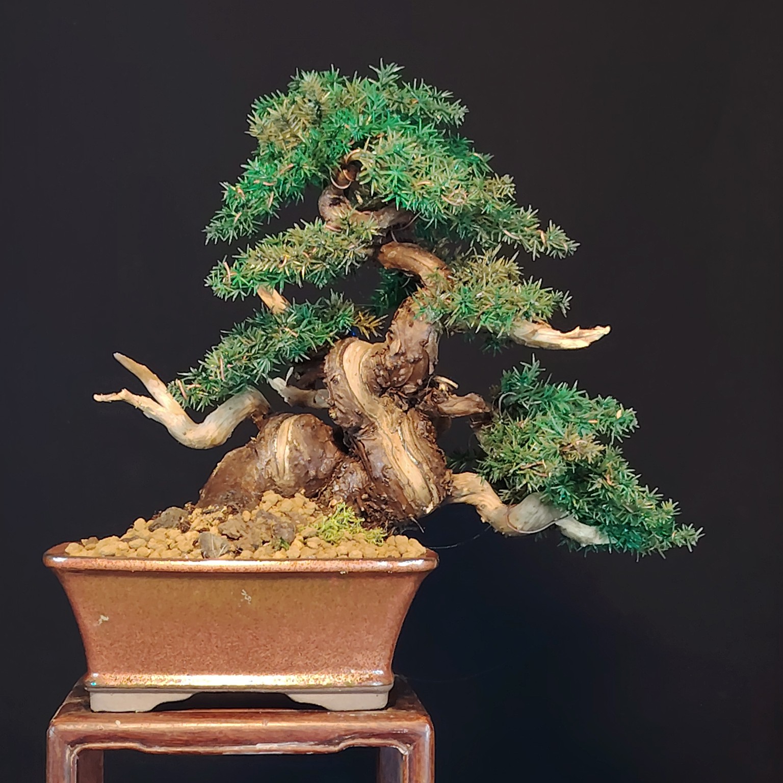 Bonsai artificiale con chioma aghiforme, legno naturale e vaso rettangolare